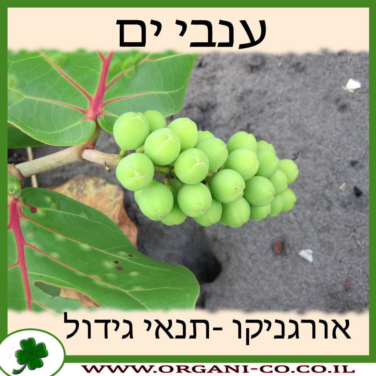 ענבי ים גידול צמח