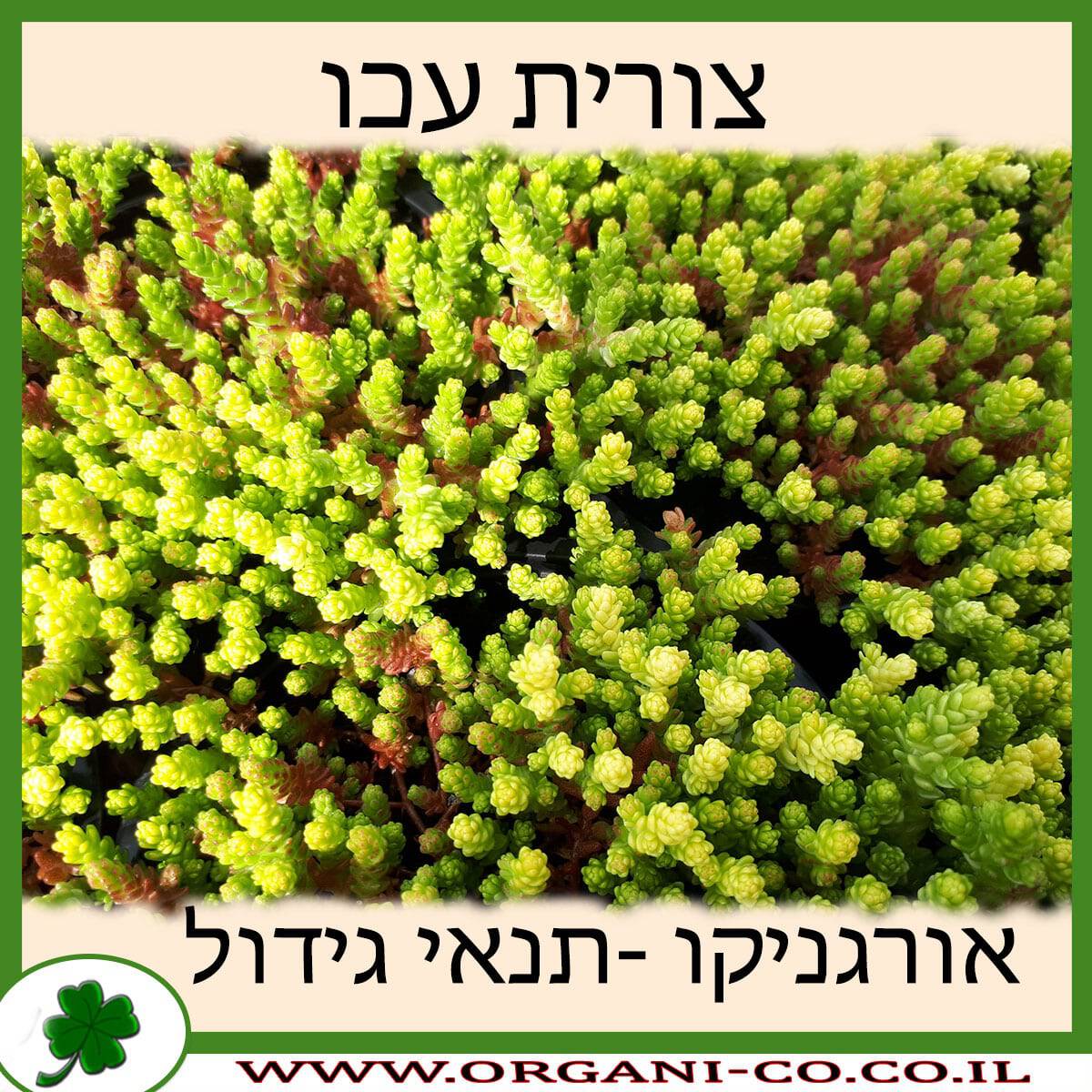 צורית עכו