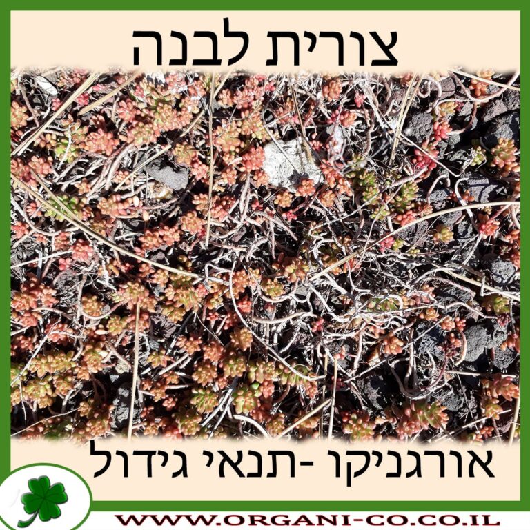 צורית לבנה