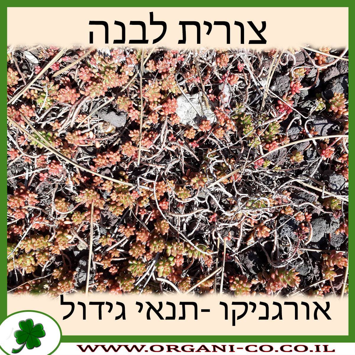 צורית לבנה