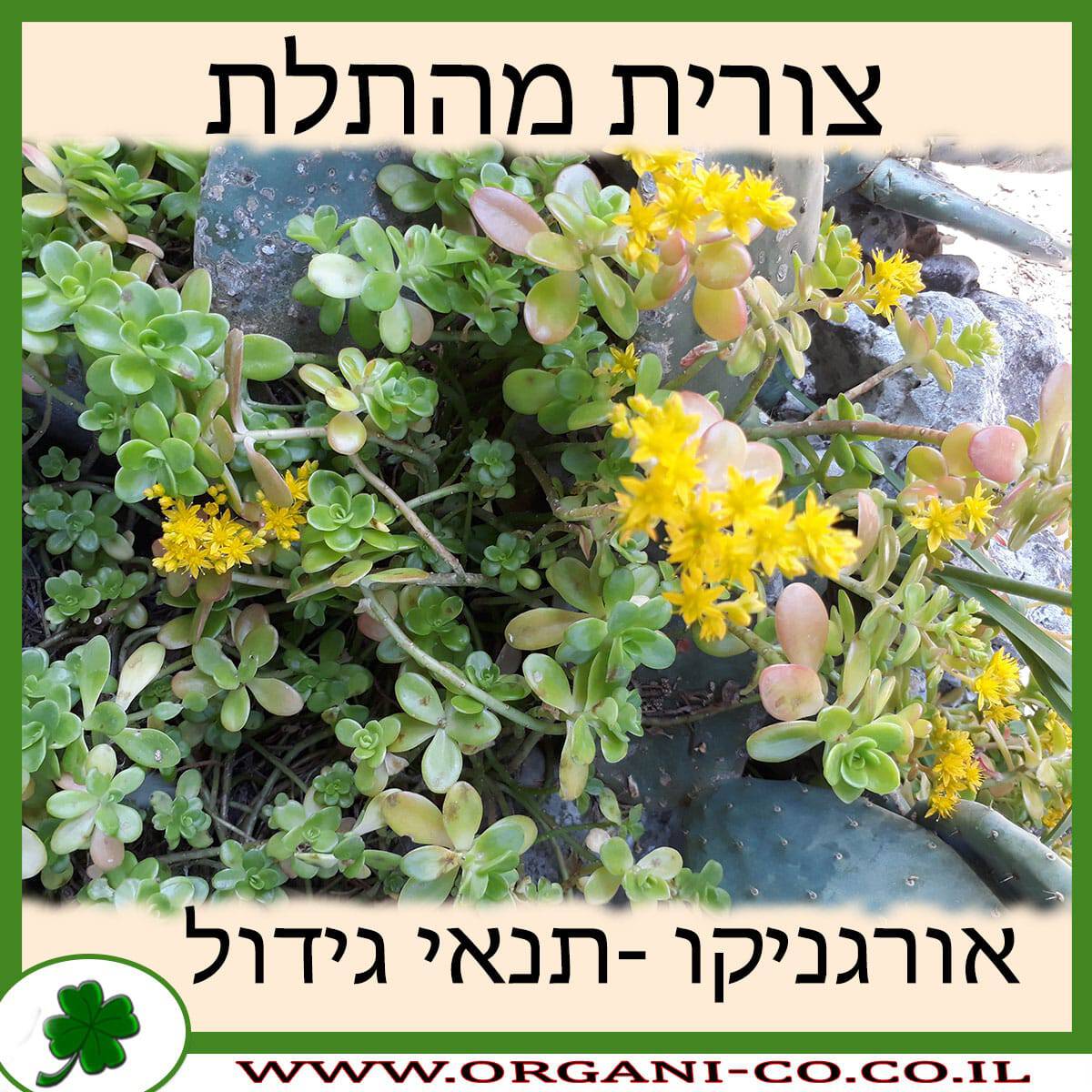 צורית מהתלת