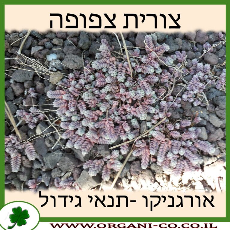 צורית צפופה צורית צפופה
