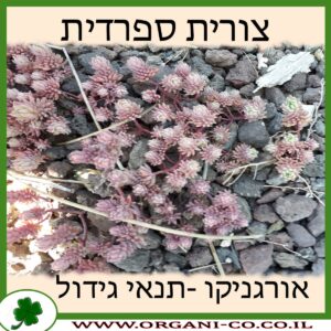 צורית ספרדית