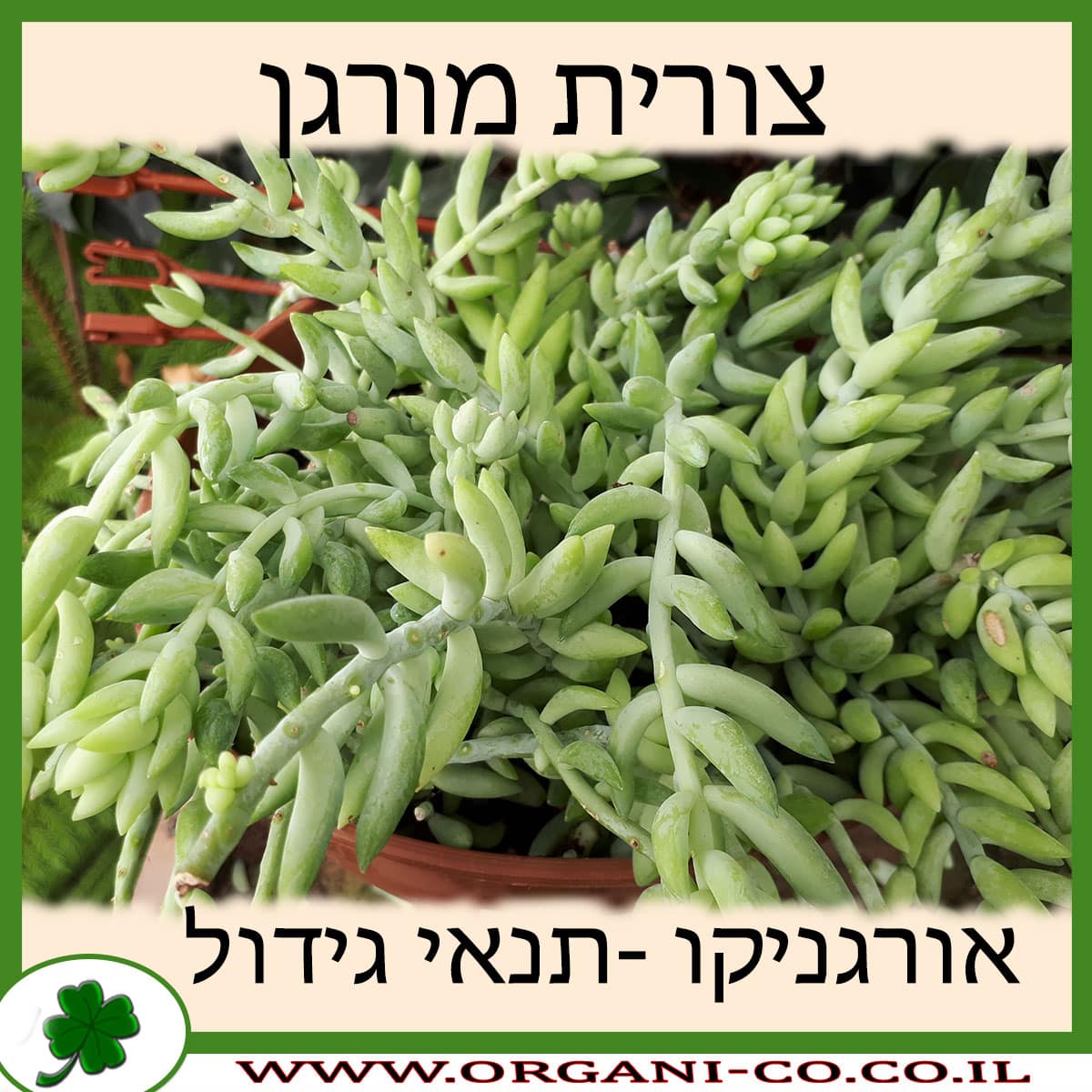 צורית מורגן