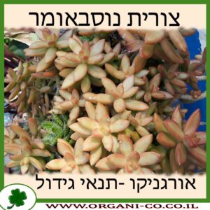 צורית נוסבאומר