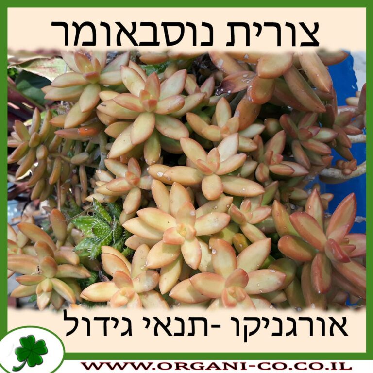 צורית נוסבאומר