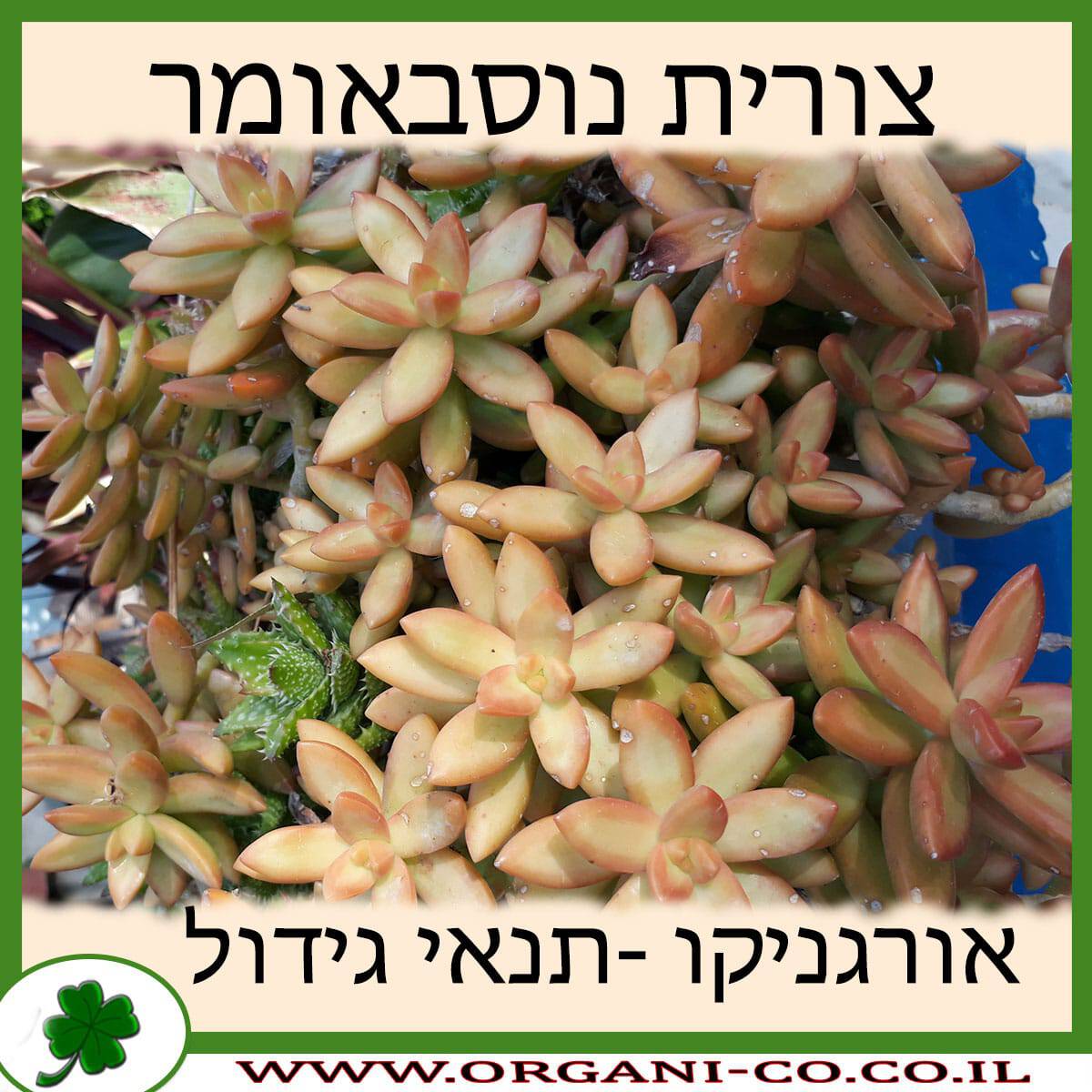 צורית נוסבאומר