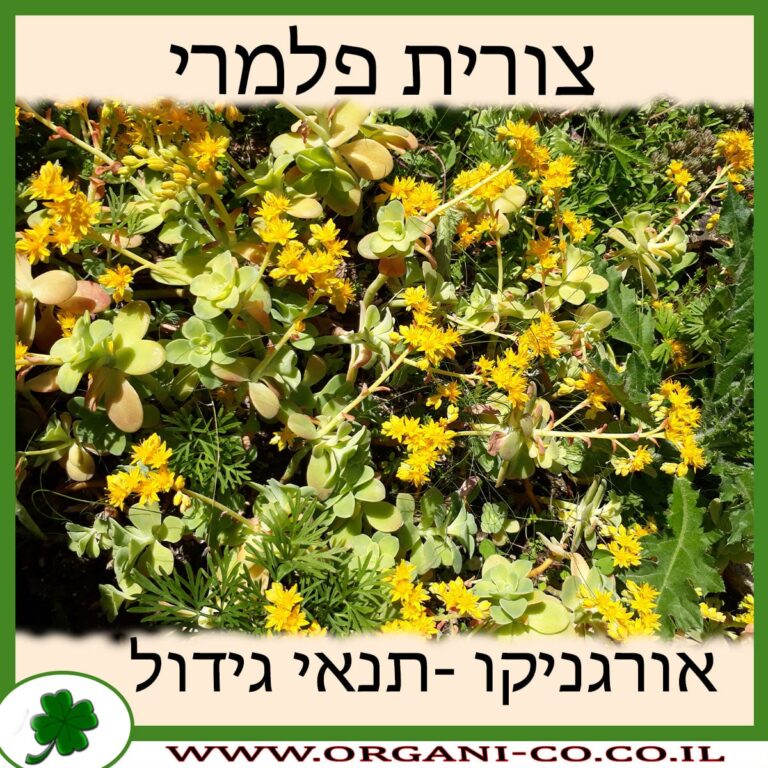 צורית פלמרי צורית פלמרי