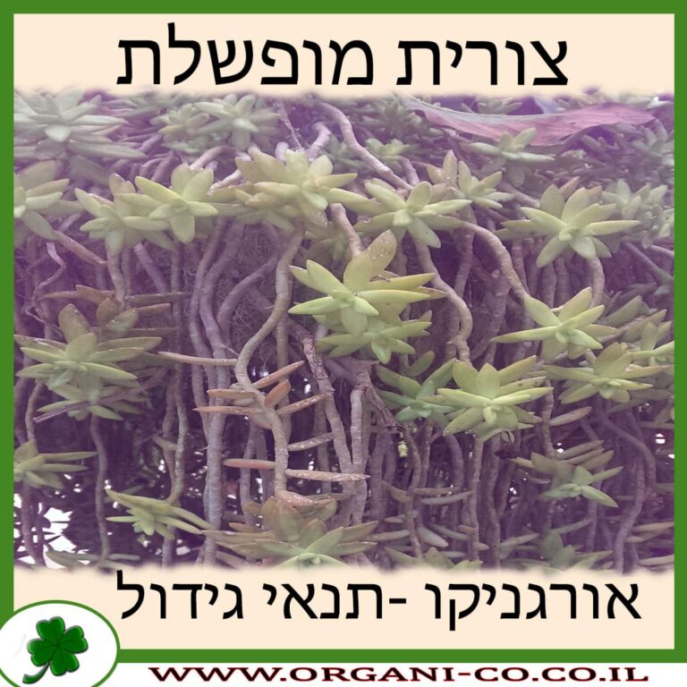 צורית מופשלת צורית מופשלת