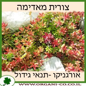 צורית מאדימה