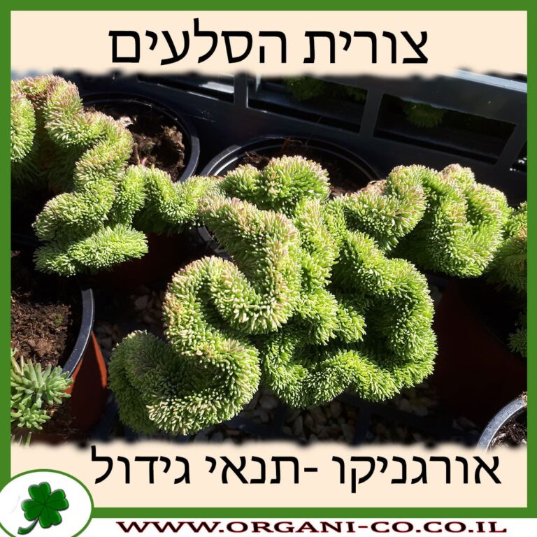 צורית הסלעים צורית הסלעים