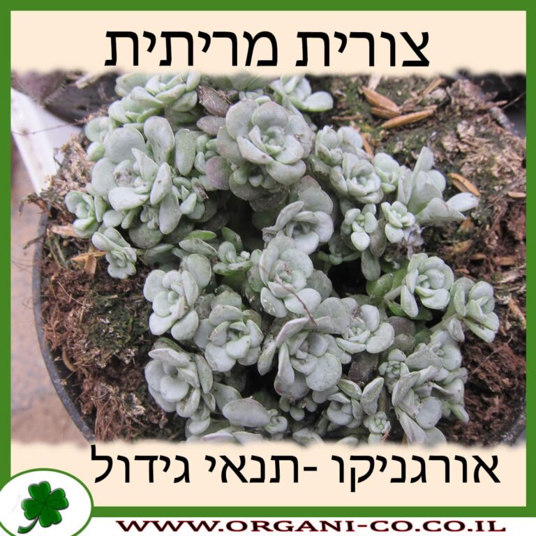 צורית מריתית צורית מריתית