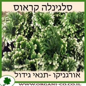 סלגינלה קראוס