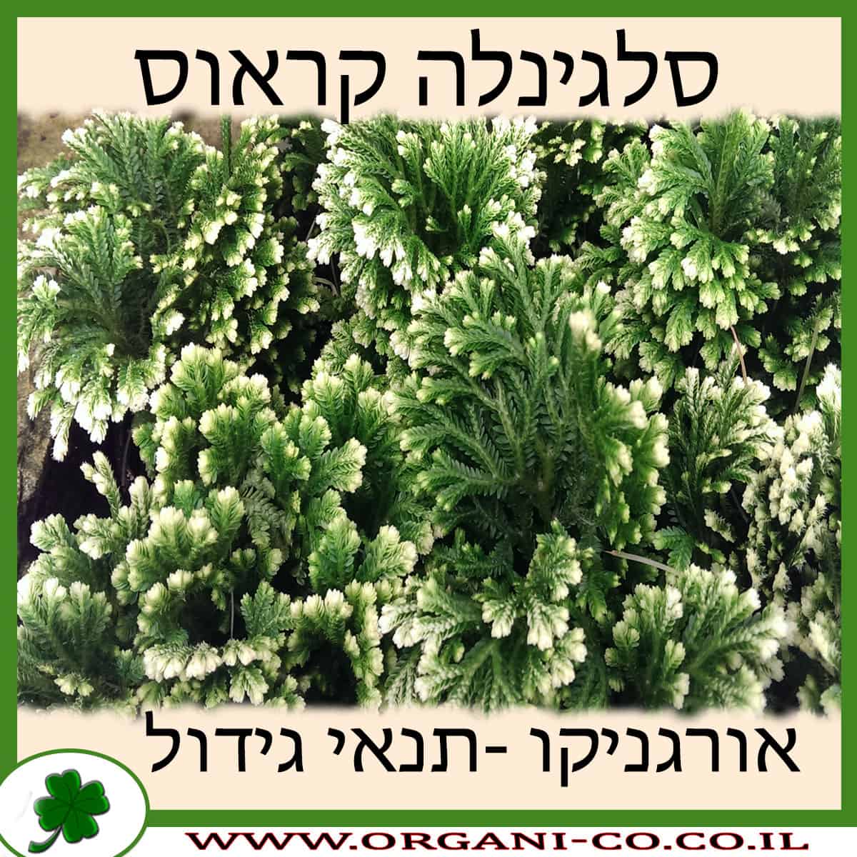 סלגינלה קראוס