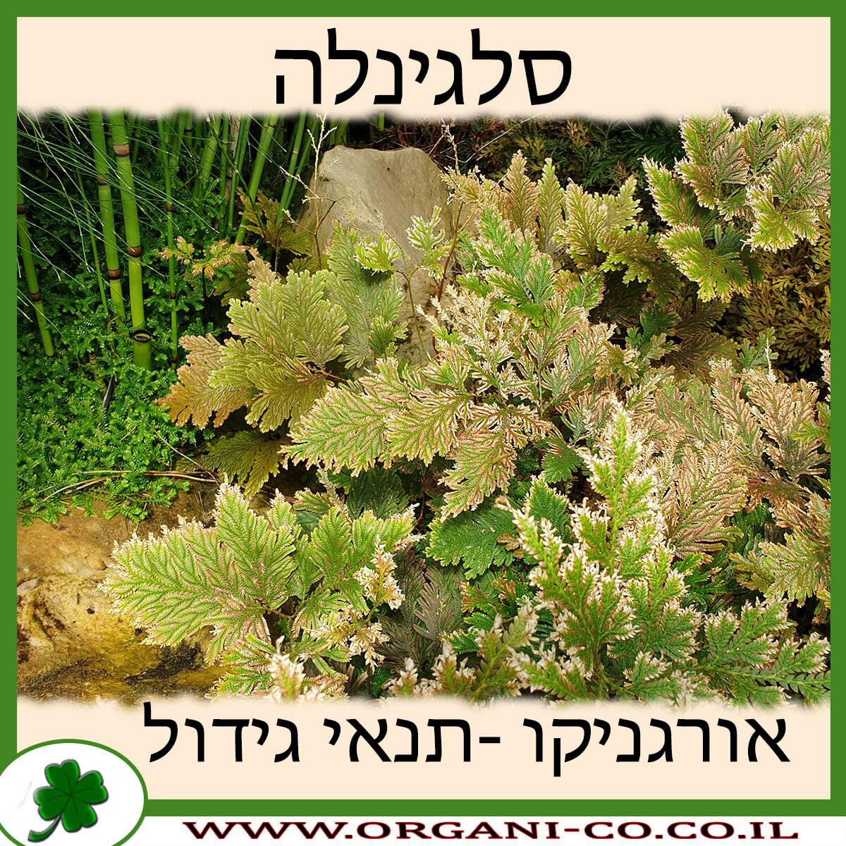 סלגינלה