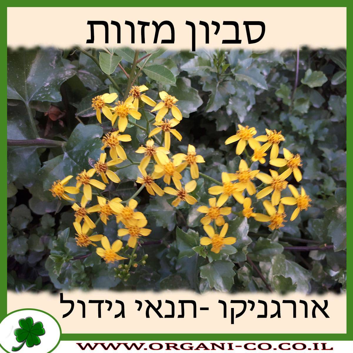 סביון מזוות