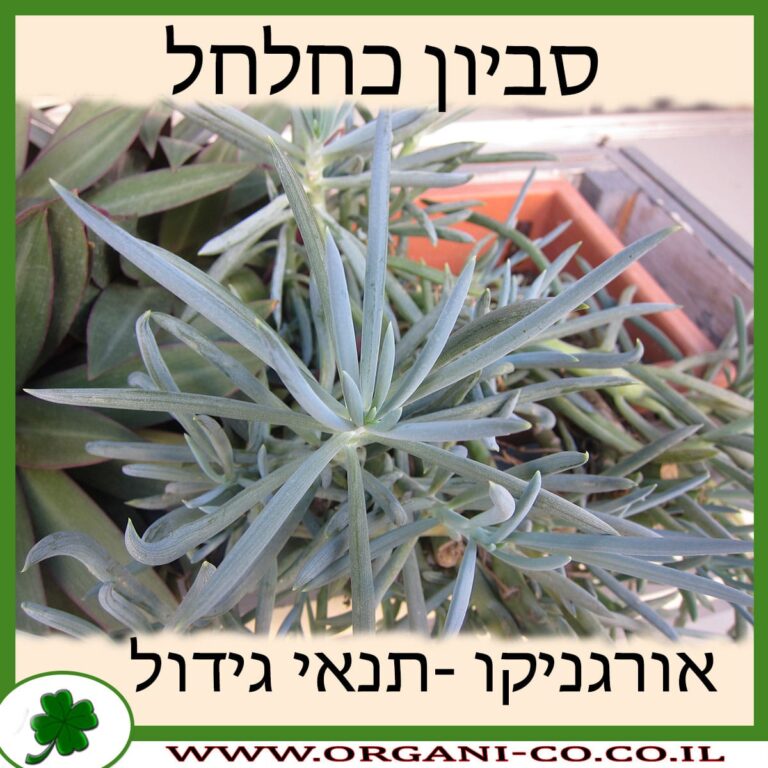 סביון כחלחל