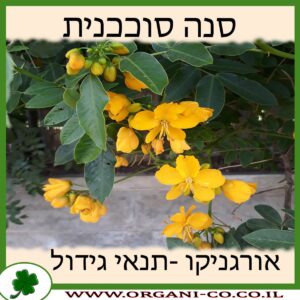 סנה סוככנית