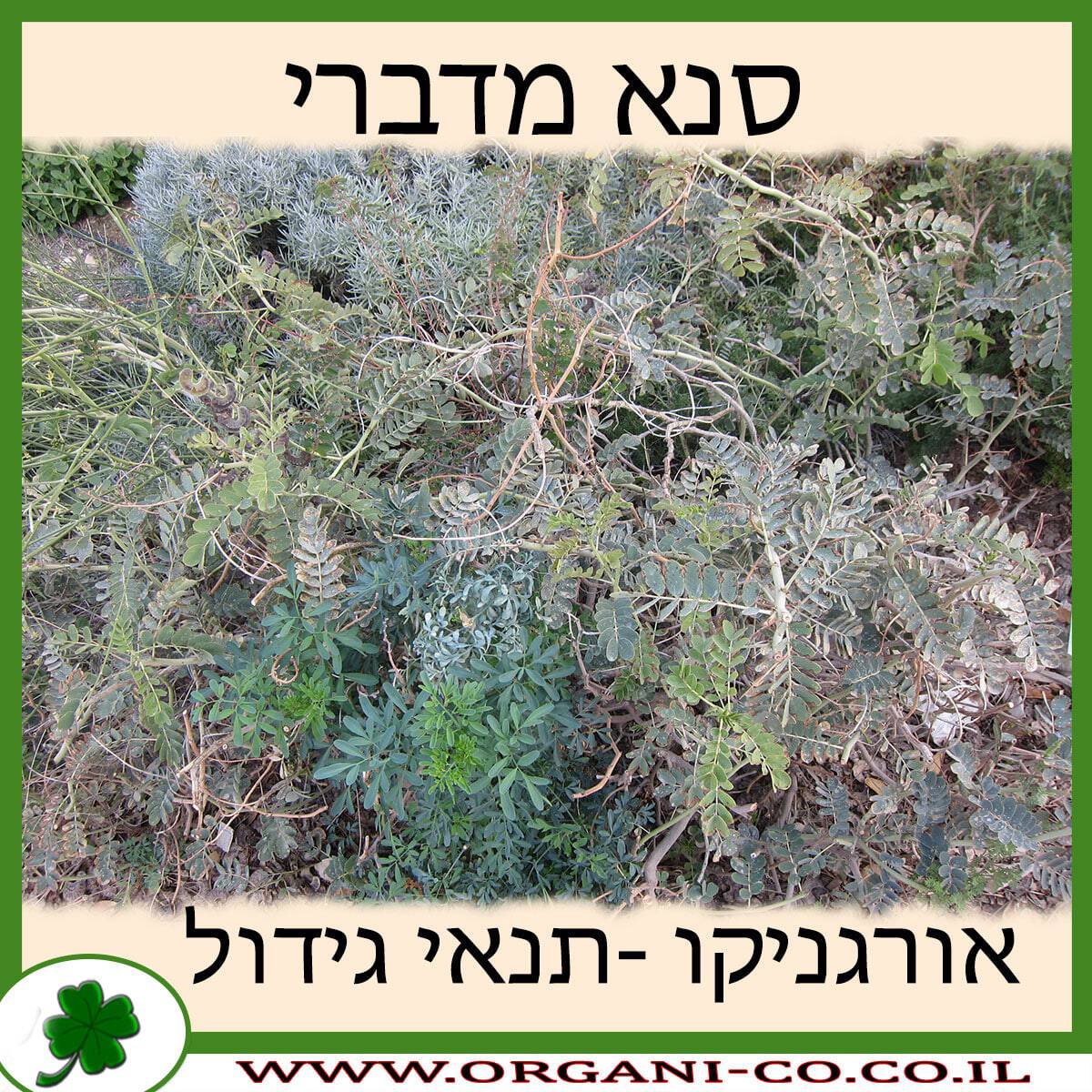 סנא מדברי