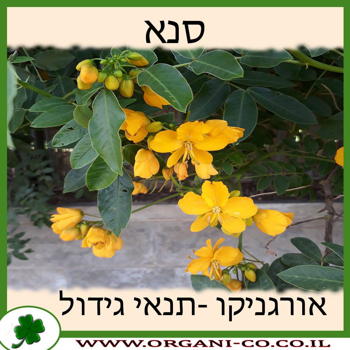 סנא