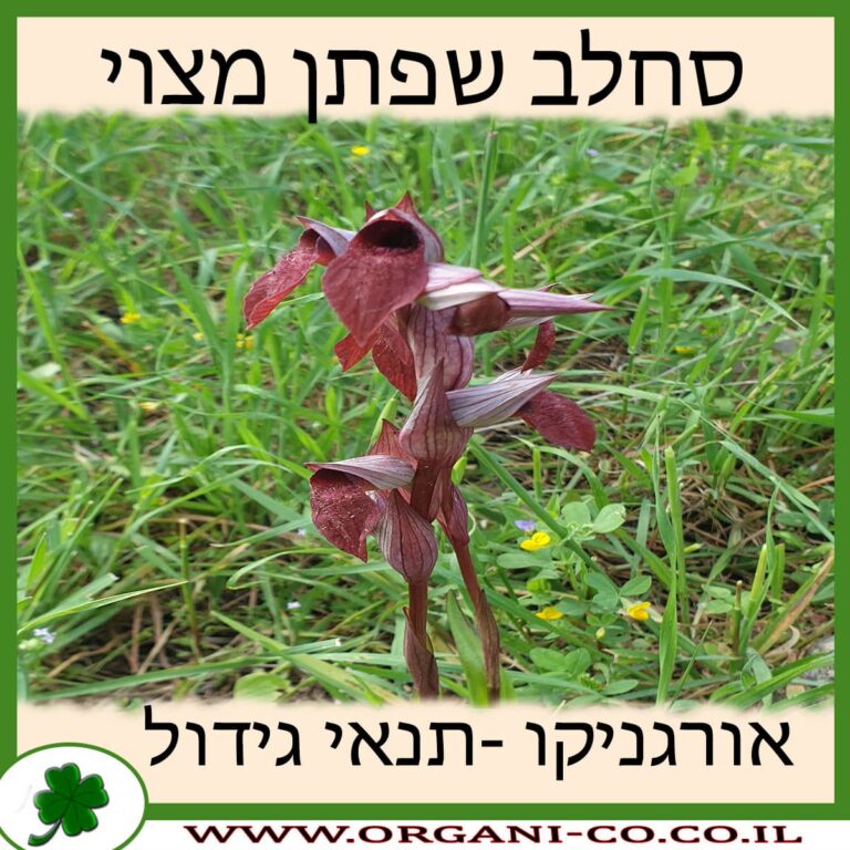 סחלב שפתן מצוי
