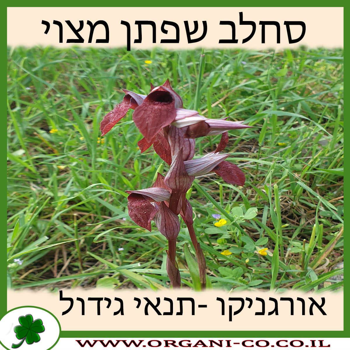 סחלב שפתן מצוי
