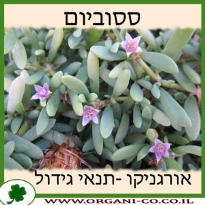 ססוביום
