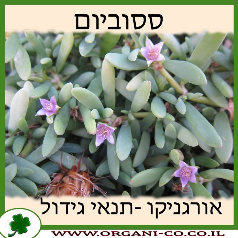 ססוביום