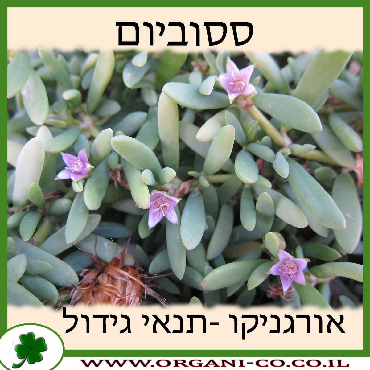 ססוביום