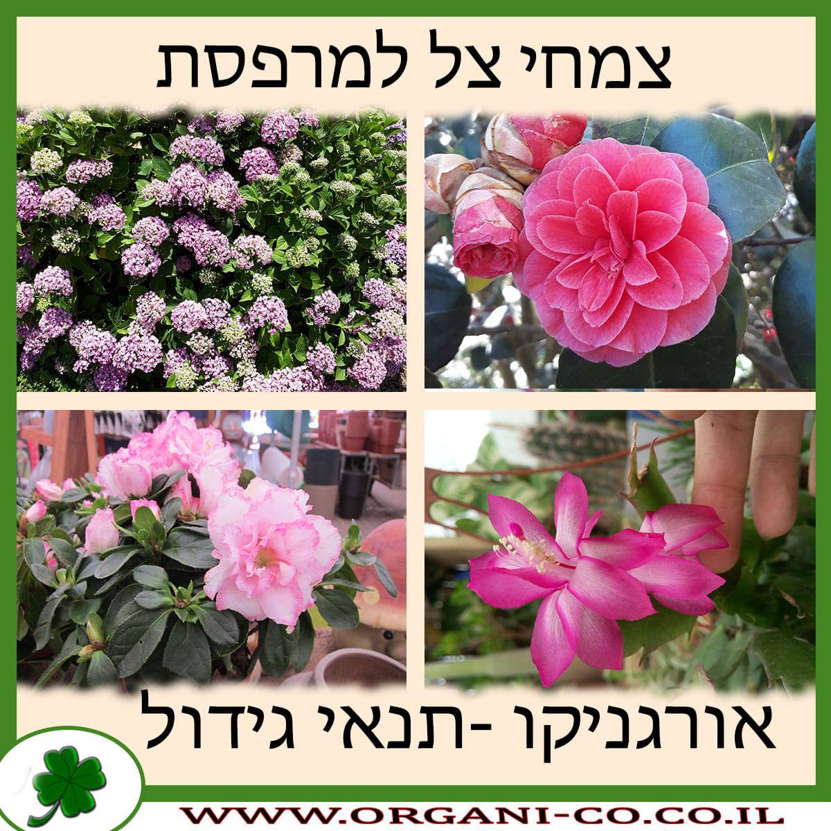 צמחי צל למרפסת