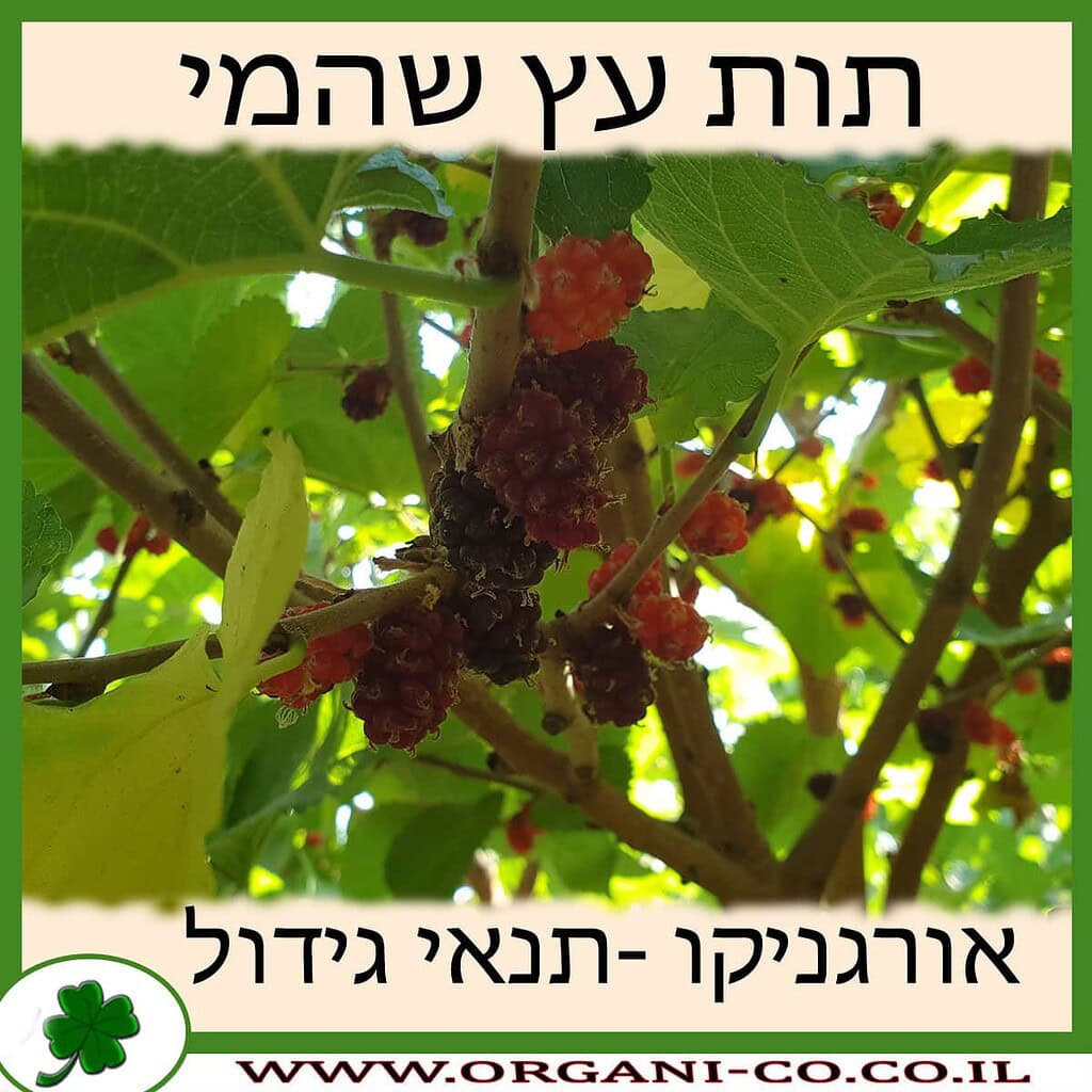 תות עץ - גידול - משתלת אורגניקו - גידול אורגני - Mulberry tree