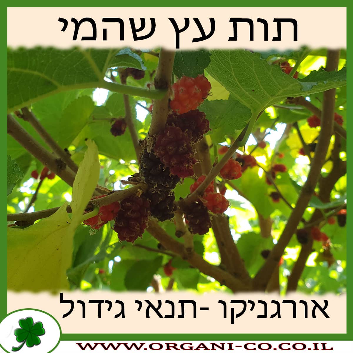 תות עץ שהמי גידול צמח