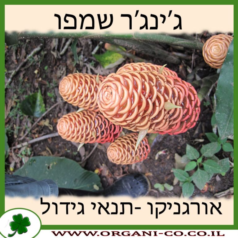 ג’ינג’ר שמפו ג’ינג’ר שמפו