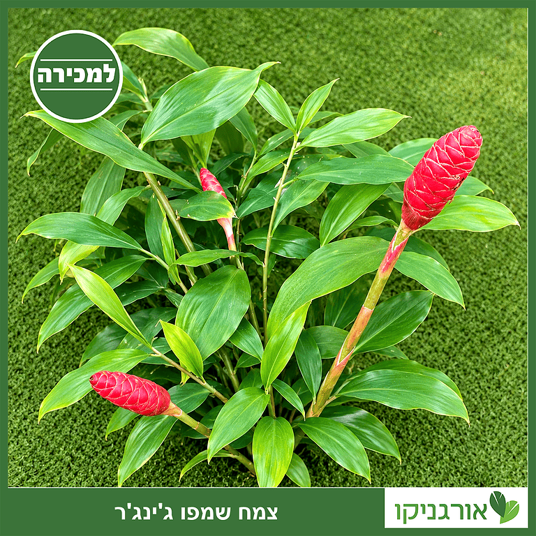 ג’ינג’ר שמפו צמח שמפו ג'ינג'ר