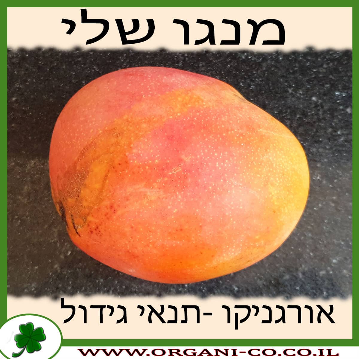 מנגו שלי