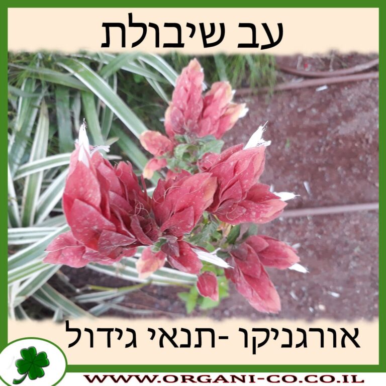 עב שיבולת
