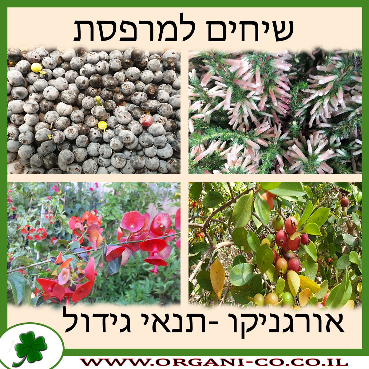 שיחים למרפסת