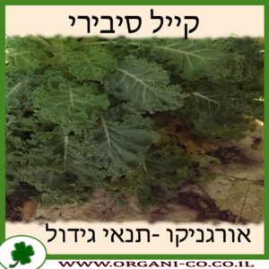 קייל סיבירי