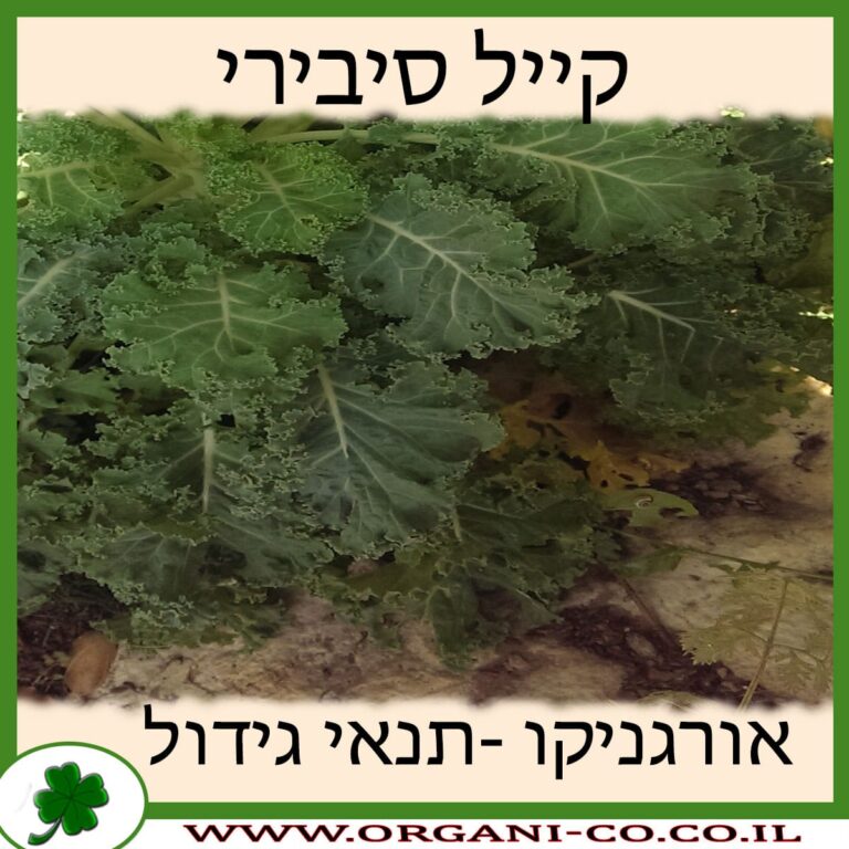 קייל סיבירי קייל סיבירי