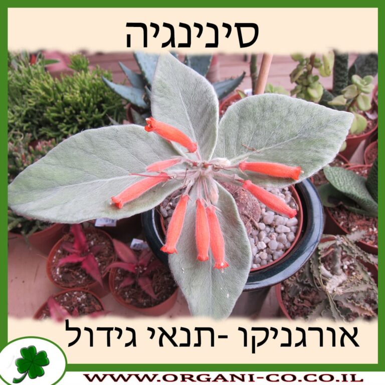 סינינגיה סינינגיה