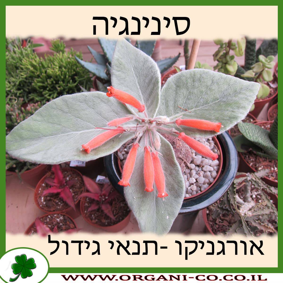 סינינגיה