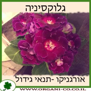 גלוקסיניה