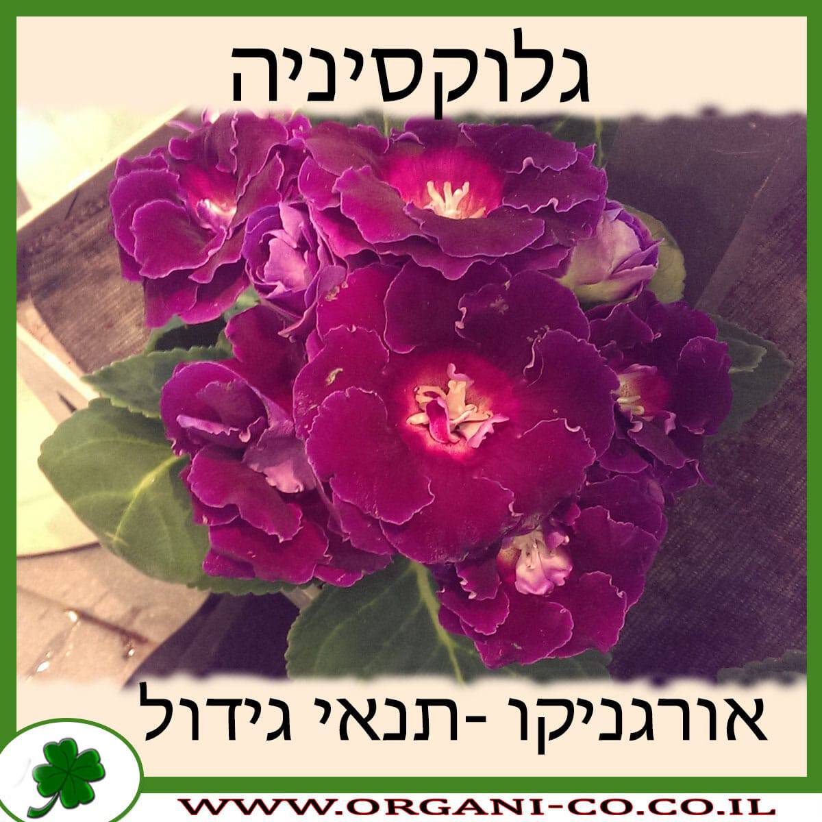 גלוקסיניה