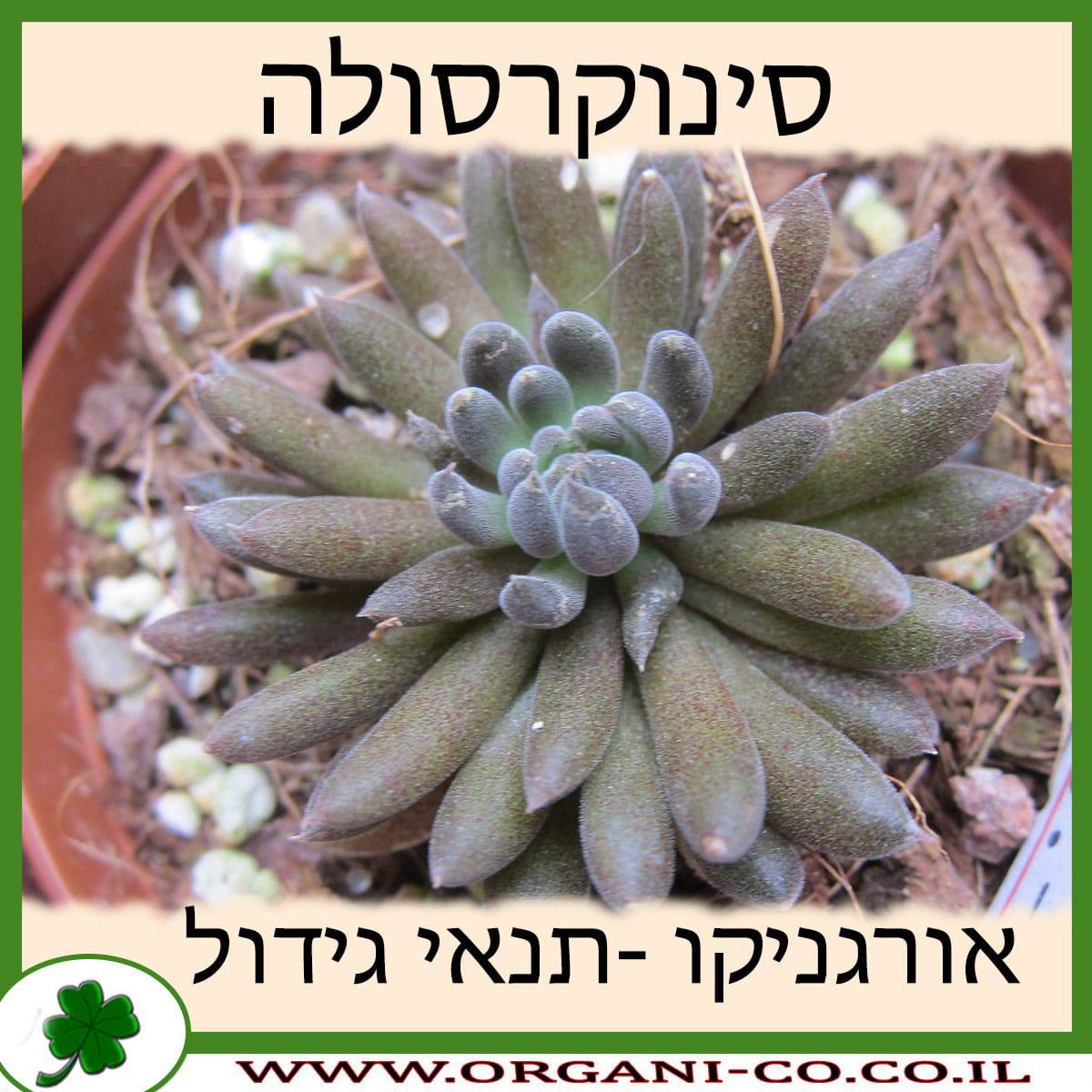 סינוקרסולה