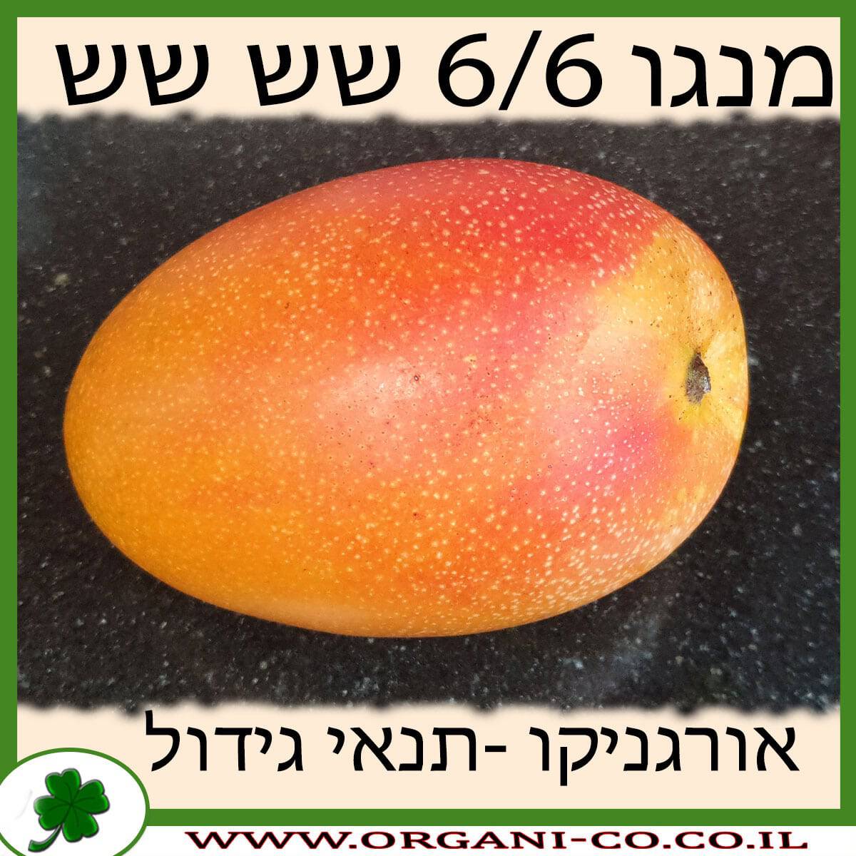 מנגו 6.6 שש-שש