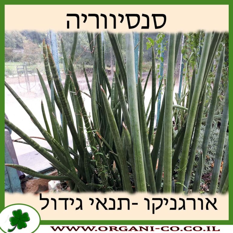 סנסיווריה סנסיווריה