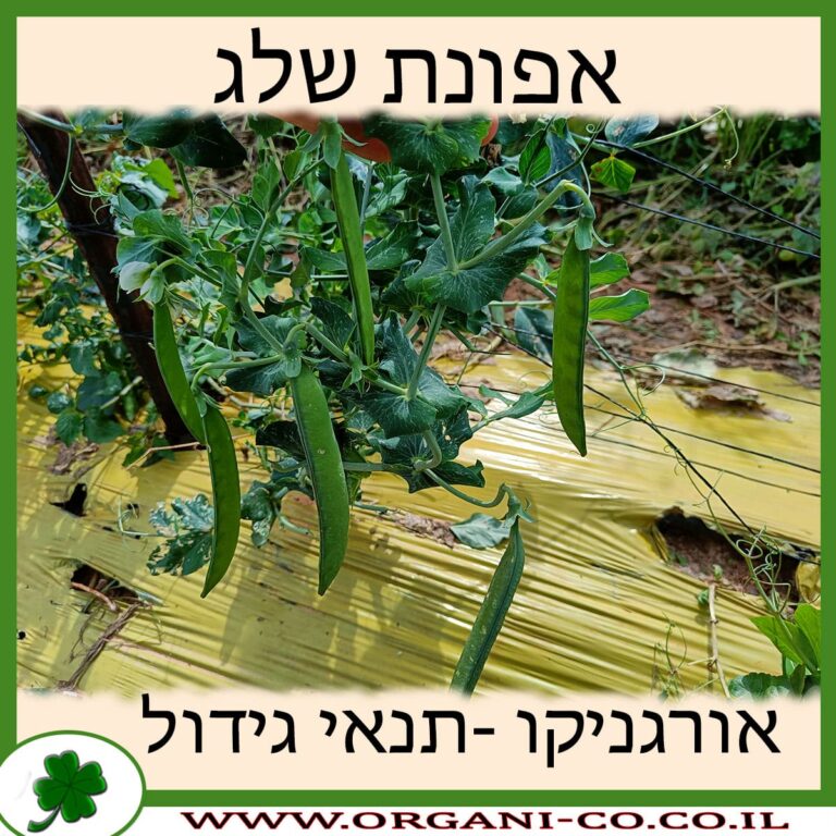 אפונת שלג אפונת שלג