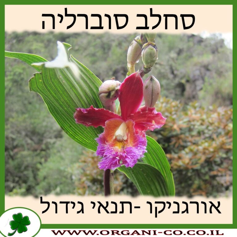 סחלב סוברליה סחלב סוברליה