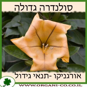 סולנדרה גדולה