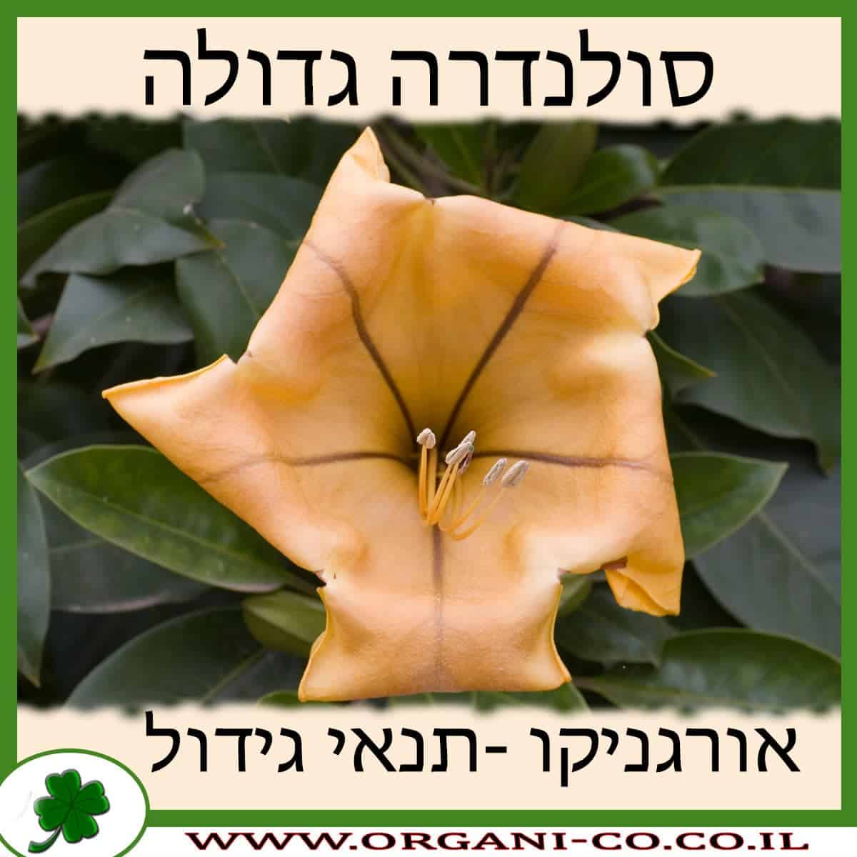 סולנדרה גדולה